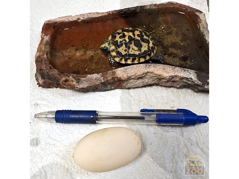 Rolling Hills Zoo Celebrates Arrival of First African Pancake Tortoise Hatchling